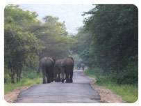 chandana resort, CHINNAR WILDLIFE SANCTUARY, marayoor