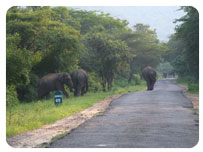 chandana resort, CHINNAR WILDLIFE SANCTUARY, marayoor