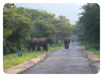 chandana resort, CHINNAR WILDLIFE SANCTUARY, marayoor