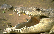 crocodile park marayoor