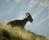 nilgiri tahr